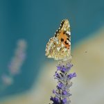 Schmetterling aufblühen Veränderung