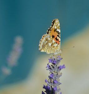 Schmetterling aufblühen Veränderung